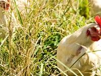 Beauty Without Cruelty calls for cage-free policy