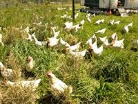 Beauty Without Cruelty calls for cage-free policy