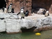 Penguins at the SA Marine Rehabilitation and Education Centre