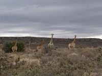 Sanbona Explorer Camp: A holistic safari adventure