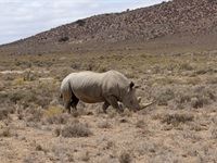 Sanbona Explorer Camp: A holistic safari adventure