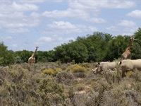Sanbona Explorer Camp: A holistic safari adventure