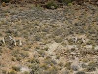 Sanbona Explorer Camp: A holistic safari adventure