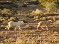 Sanbona Explorer Camp: A holistic safari adventure