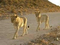 Sanbona Explorer Camp: A holistic safari adventure