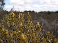 Sanbona Explorer Camp: A holistic safari adventure