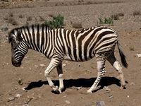 Sanbona Explorer Camp: A holistic safari adventure