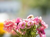 Original Mason's unveiled at The Deck