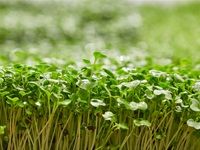 Indulgement to your heart's content at #GFWS2017