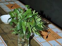 Theonista acquaints Cape Town foodies with kombucha