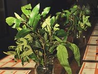 Theonista acquaints Cape Town foodies with kombucha