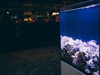 Beluga unveils new offerings