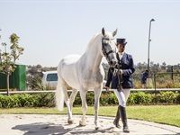 Kyalami Horse Of The Season 2018