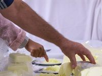 SA Dairy Championships receives 882 entries