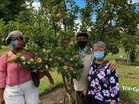 Tru-Cape Heritage Orchard Open Day