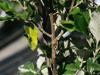 See: Inaugural Force of Nature event held