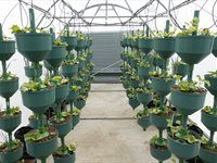 See: Redefine unveils HandPicked CityFarm at Kenilworth Centre