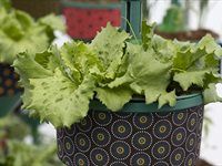 See: Redefine unveils HandPicked CityFarm at Kenilworth Centre