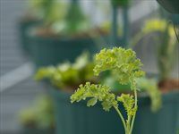 See: Redefine unveils HandPicked CityFarm at Kenilworth Centre