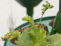 See: Redefine unveils HandPicked CityFarm at Kenilworth Centre