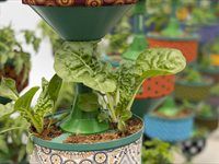 See: Redefine unveils HandPicked CityFarm at Kenilworth Centre